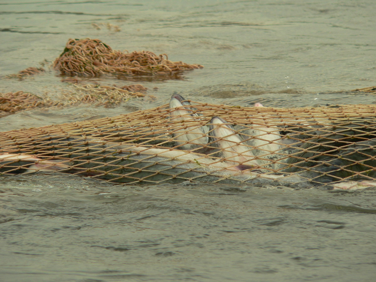500 килограмм рыбы выловили браконьеры