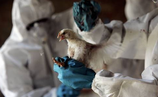 На Кубани пройдет вакцинация домашней птицы