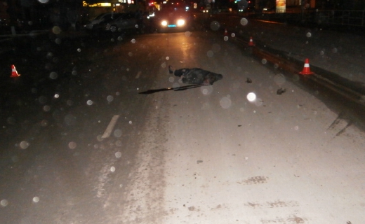 В Крымске под колесами авто погиб пешеход