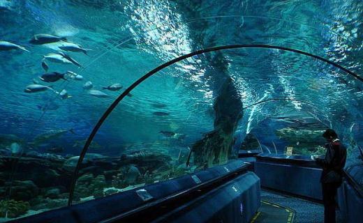 В Сочи открылся самый большой океанариум в России - Sochi Discovery World Aquarium