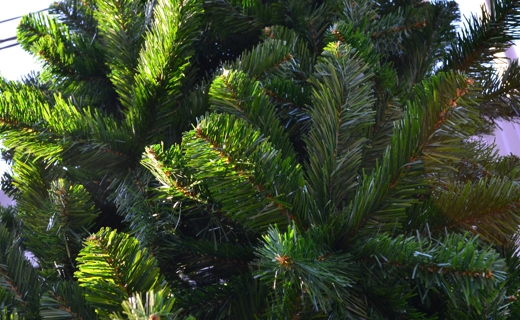 Незаконная торговля елками выявлена в Красноармейском районе