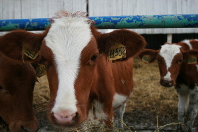 На Кубани в три раза увеличилось поголовье скота мясных пород