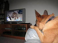 У собак теперь есть собственный телеканал