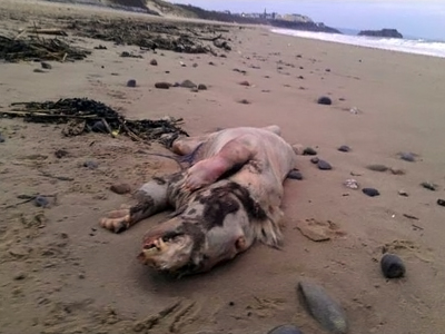 На британском морском берегу обнаружено жуткое существо