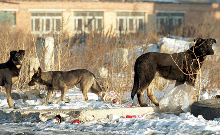 В Архангельске бездомные собаки загрызли ребенка