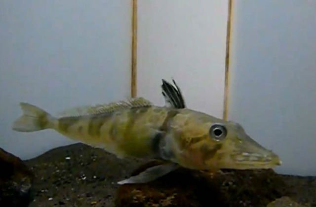 В японском зоопарке появилась рыба с прозрачной кровью