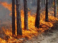 Пожароопасный сезон объявлен Министерством природных ресурсов.