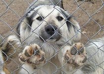 Приют для бездомных животных будет открыт в Краснодарском крае.